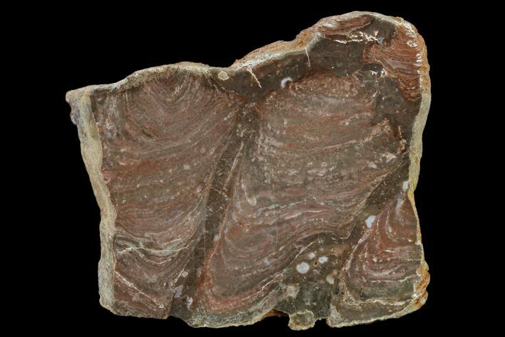 4.1" Polished Stromatolite (Acaciella) From Australia - 800 MYA